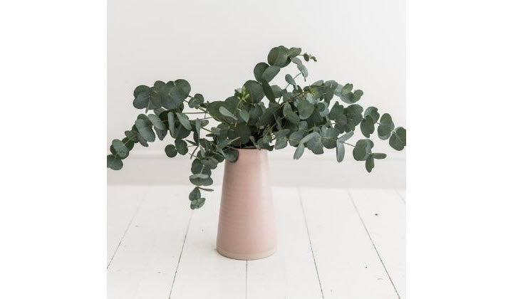 20 incredible health benefits of eucalyptus oil sonoma lavender