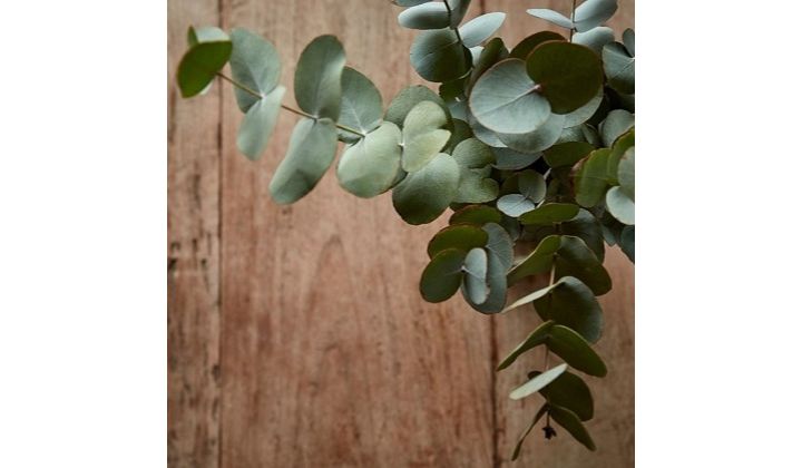 THE MANY (SOME UNEXPECTED) USES EUCALYPTUS ESSENTIAL OIL IS GOOD FOR…