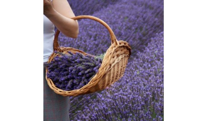 The Benefits of Using Lavender