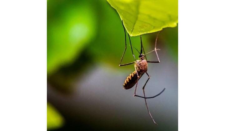 Essential Oils to Repel Mosquitos & Bugs (And Soothe Bites Too!) 