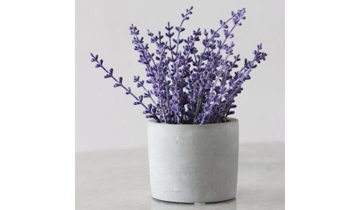 16 Remarkable Benefits Of Lavender Oil For Your Body And Mind