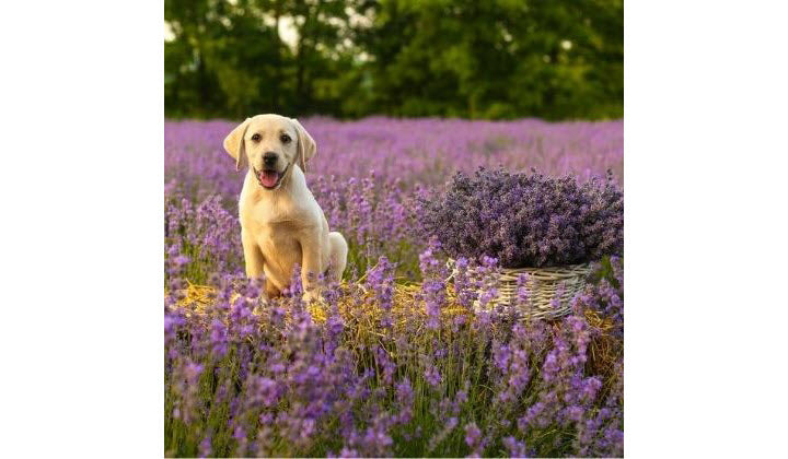 lavender essential oil for dogs sonoma lavender