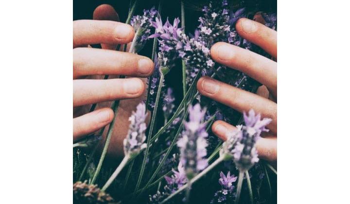 Lavender Varieties and How to Grow Them at Home