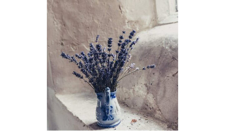 sonoma-lavender-uses-and-benefits-of-lavender-essential-oil