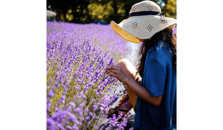 woman picking lavender in sonoma lavender field