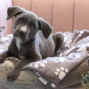 Calm+Comfort Pet Products