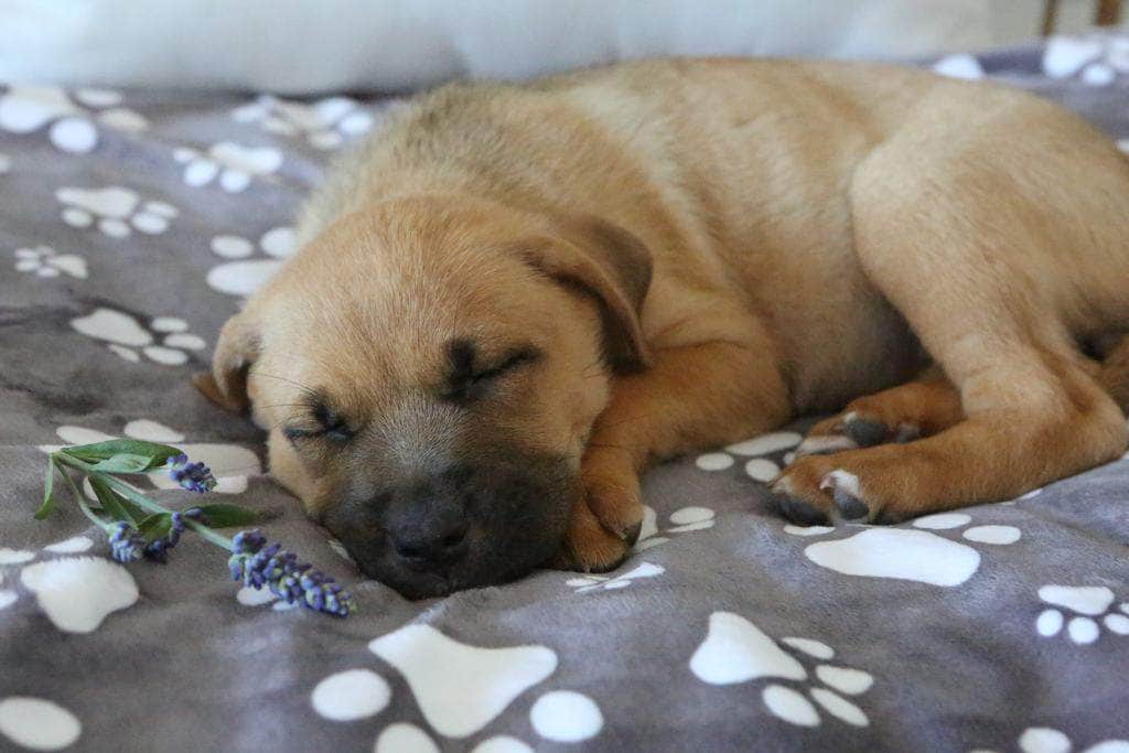 Calm+Comfort Lavender Dog Calming Mat