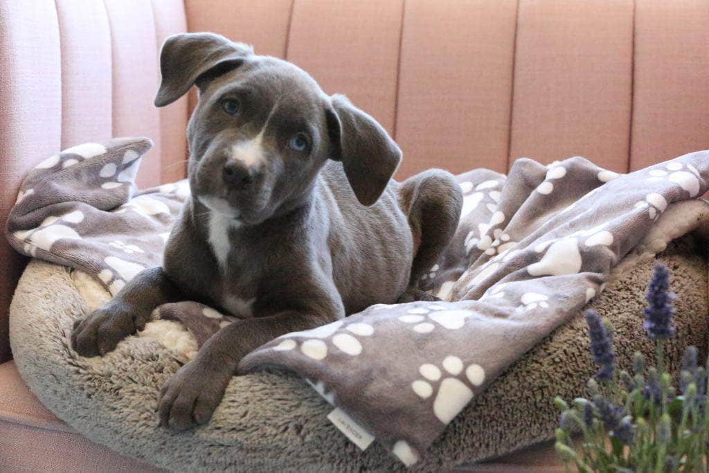 Calm+Comfort Lavender Dog Calming Mat