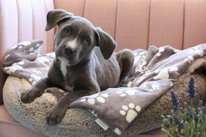 Calm+Comfort Lavender Dog Calming Mat